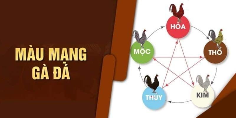 Màu Mạng Gà Đá Và Những Thông Tin Không Thể Bỏ Lỡ